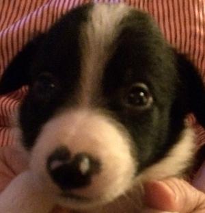 BorderColliepuppiesforsale